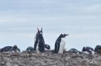 Piguins gentoo em praia de pedras de Steeple Jason, no noroeste das Ilhas Malvinas